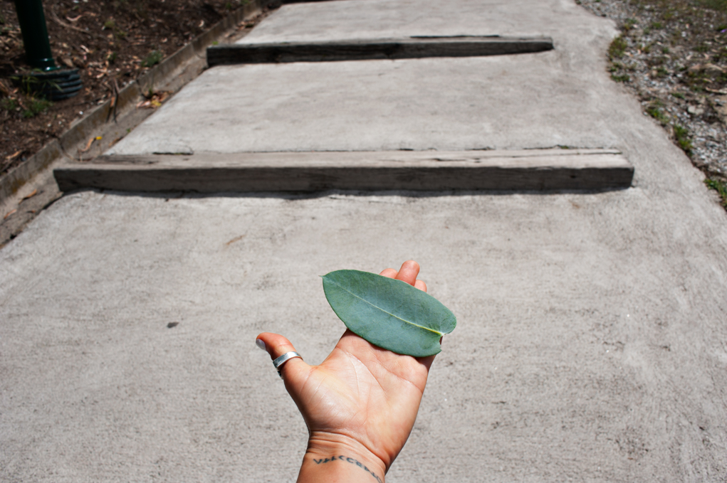 eucalyptus leaf in hand color fine art photo