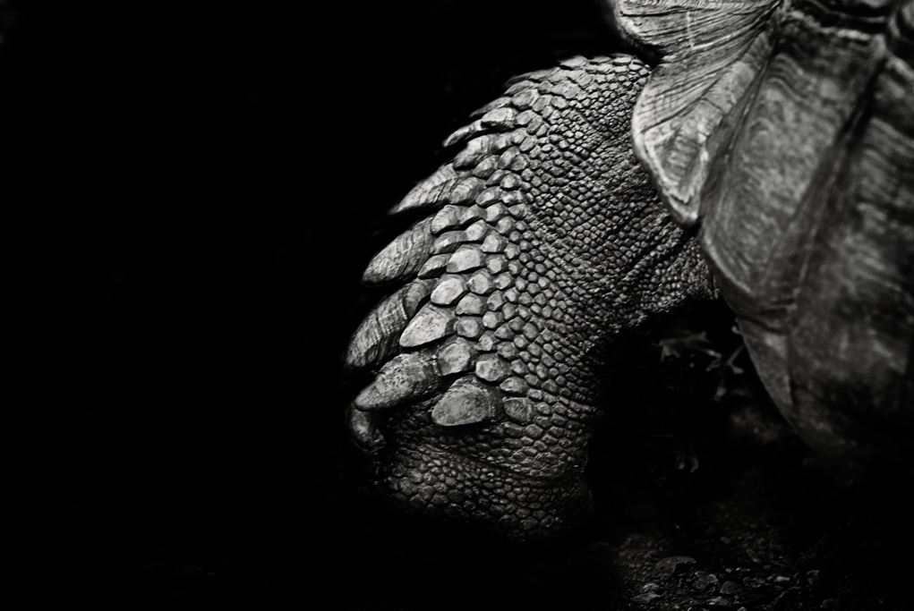 black and white large print fine art image tortoise leg