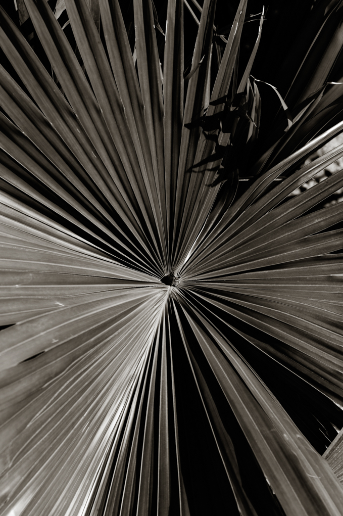 black and white fine art print palm leaf