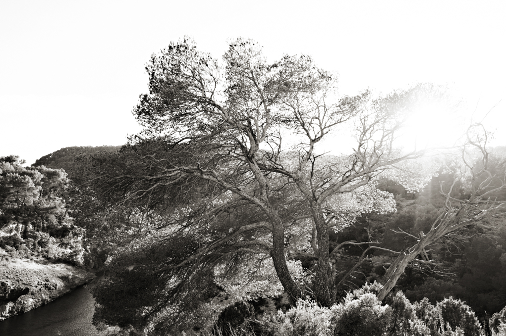 tree on the ledge in marseille France